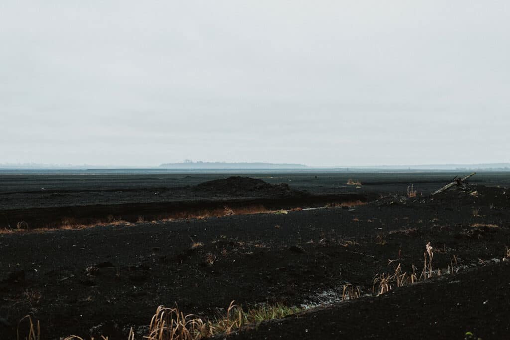 bog landscape